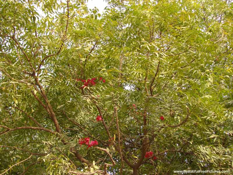 neem tree